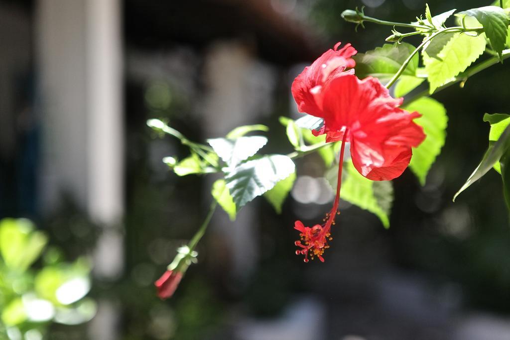 Encanto das Flores Praia de Pipa Exterior foto